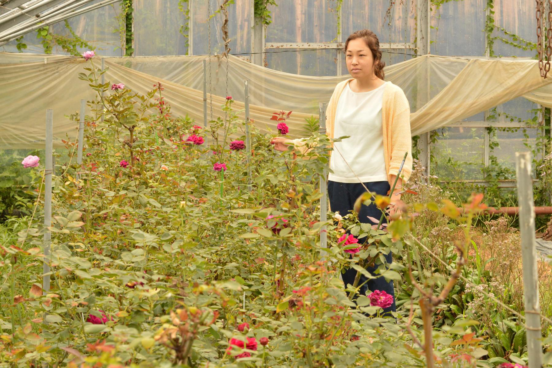 バラで女性を笑顔に。周防大島のファンに届けたいバラのつないだ縁｜大